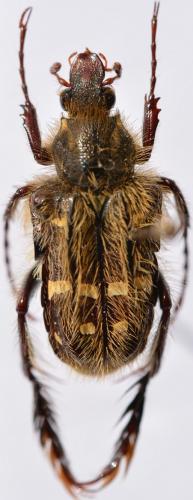 Chromoptilia diversipes